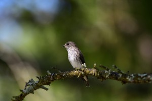 秋の渡りの期間にみられるエゾビタキ