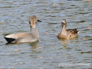 オスが首を伸ばす求愛行動をしメスが応える