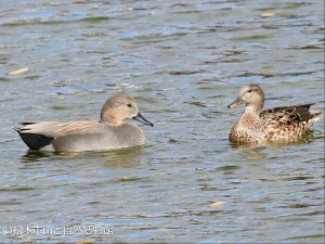左がオス、右がメス