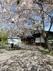 入口の八重桜