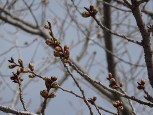 八重桜（４月１５日現在）