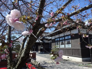 八重桜と旧裁判所