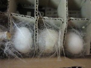 6月17日撮影 繭を作り始めるお蚕さまが出始めました 真ん中の繭の中にうっすらとお蚕さまの姿が見えます