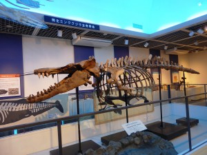シガマッコウクジラ全身骨格化石
