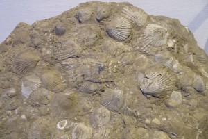１階に展示中の貝化石