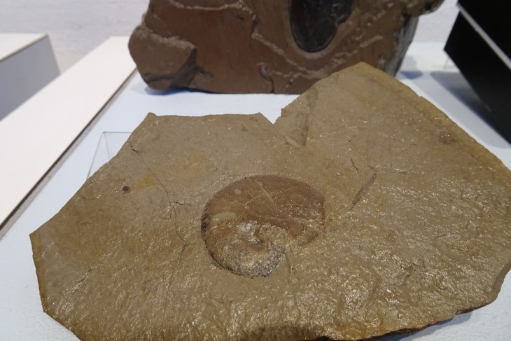常設展示中のタコブネ化石