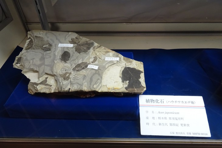 色々な葉っぱの化石