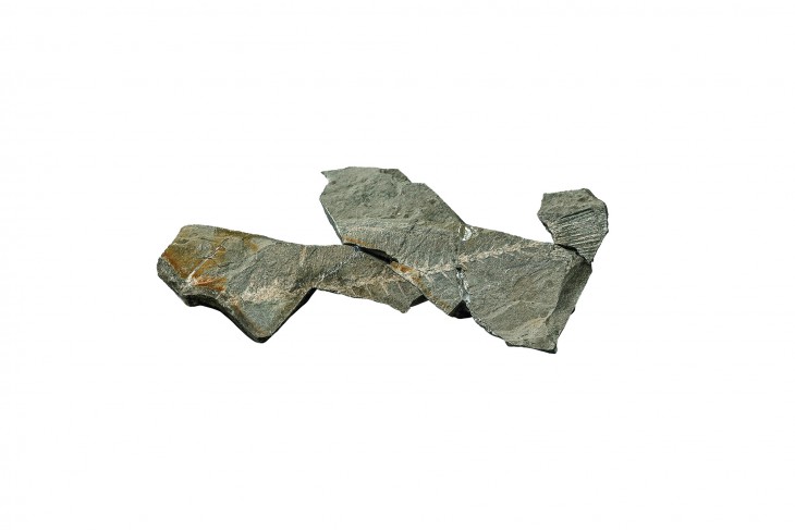 シガウスバハギ化石