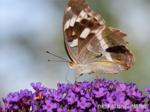 メスグロヒョウモン♀