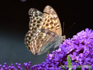 ミドリヒョウモン♀