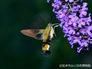 クロスキバホウジャク