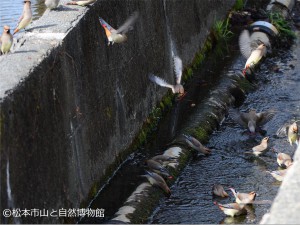 松本城で水浴び