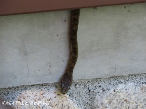 アオダイショウ