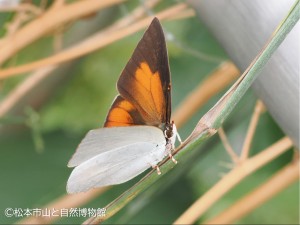 ウラギンシジミ♂
