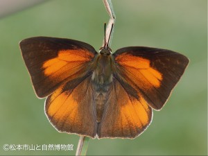 ウラギンシジミ翅の表