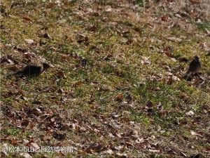 トラツグミとツグミ